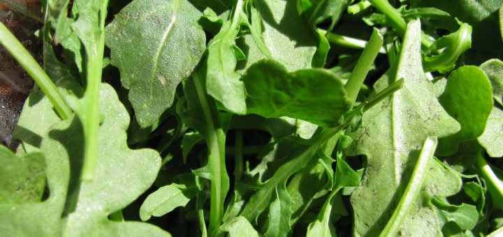 Arugula Greens