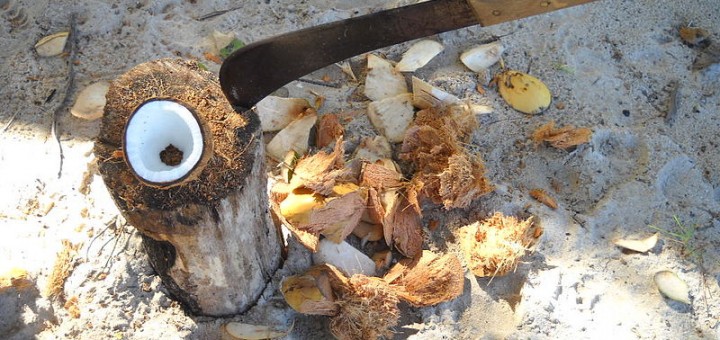 coconut cut in half