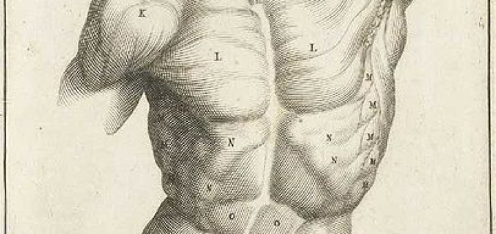 Muscles