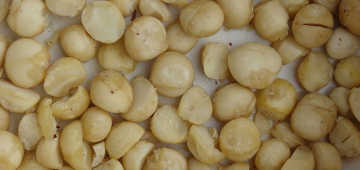 Macadamia