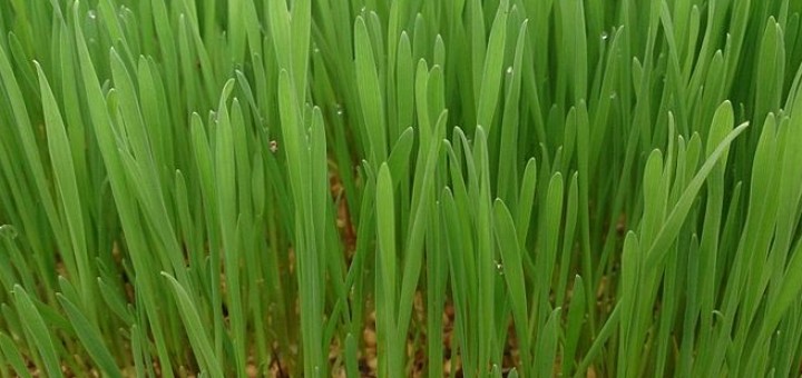Wheatgrass