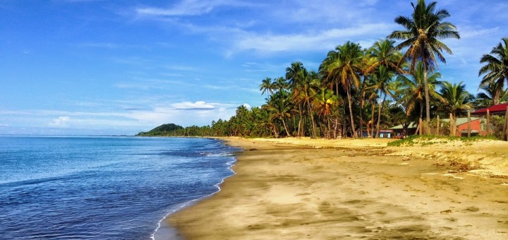 Plam trees and beach