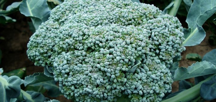broccoli crown