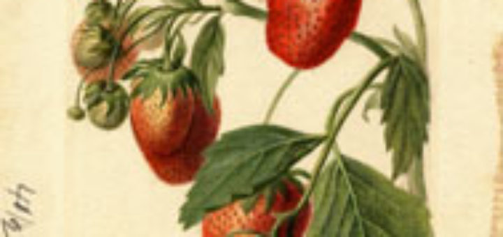 strawberry drawing