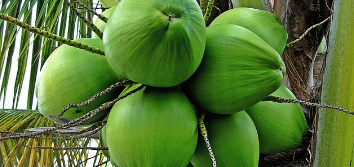 Green Coconuts