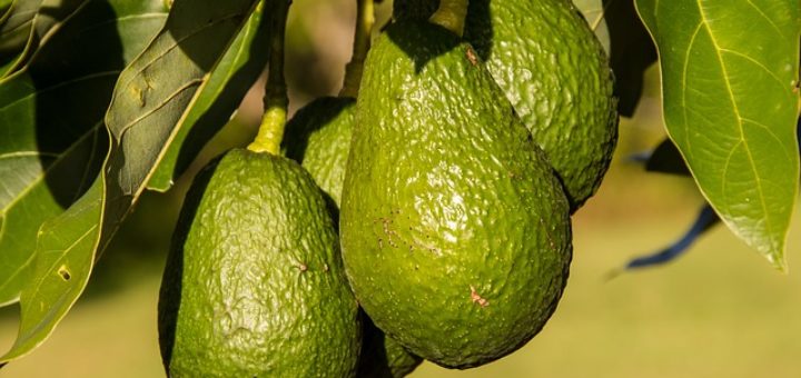 Avocado hanging fruit