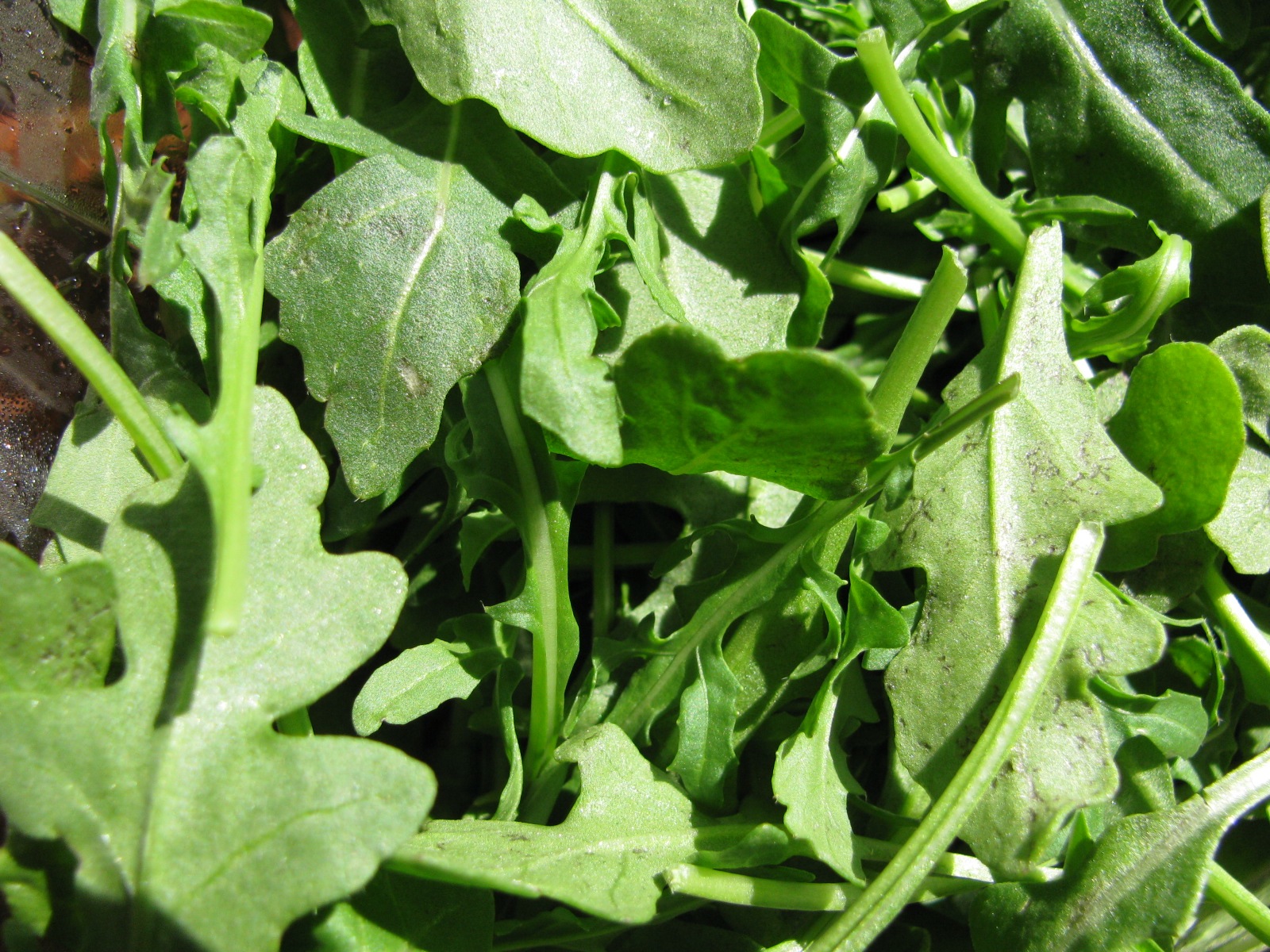 Arugula Greens