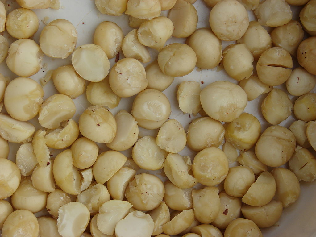 Macadamia