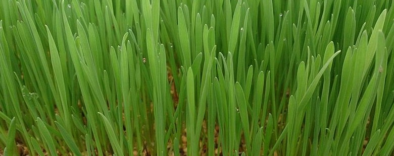 Wheatgrass