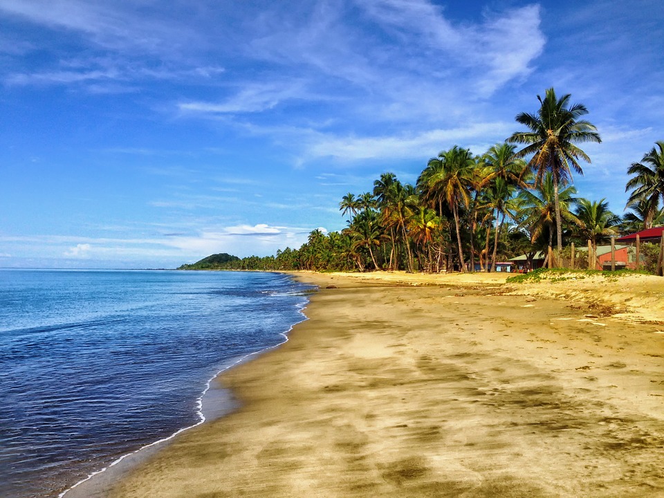 Plam trees and beach