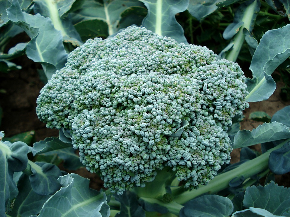 broccoli crown