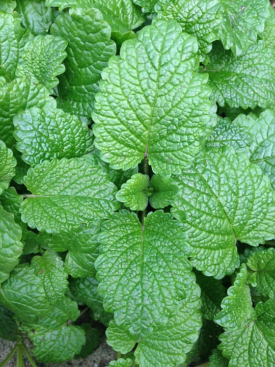 Mint Leaves