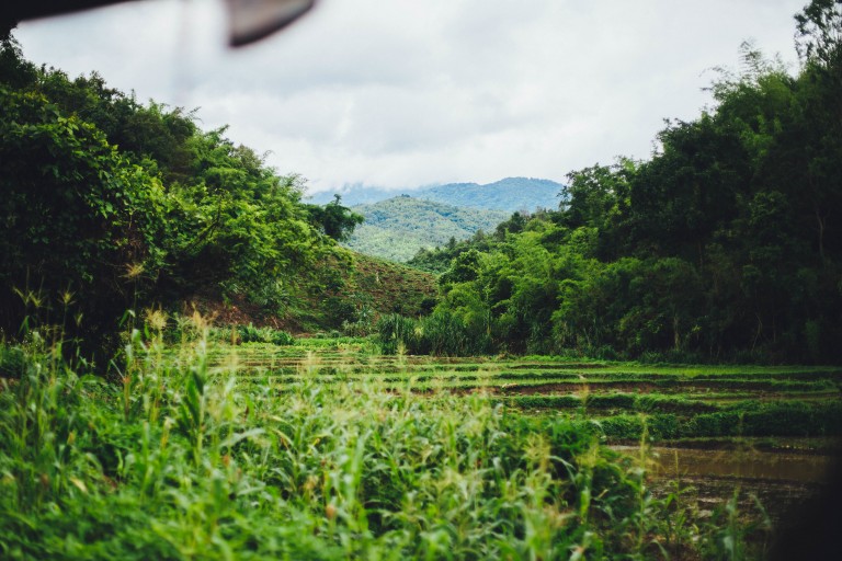 green fields