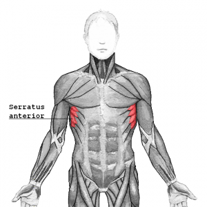 serratus anterior