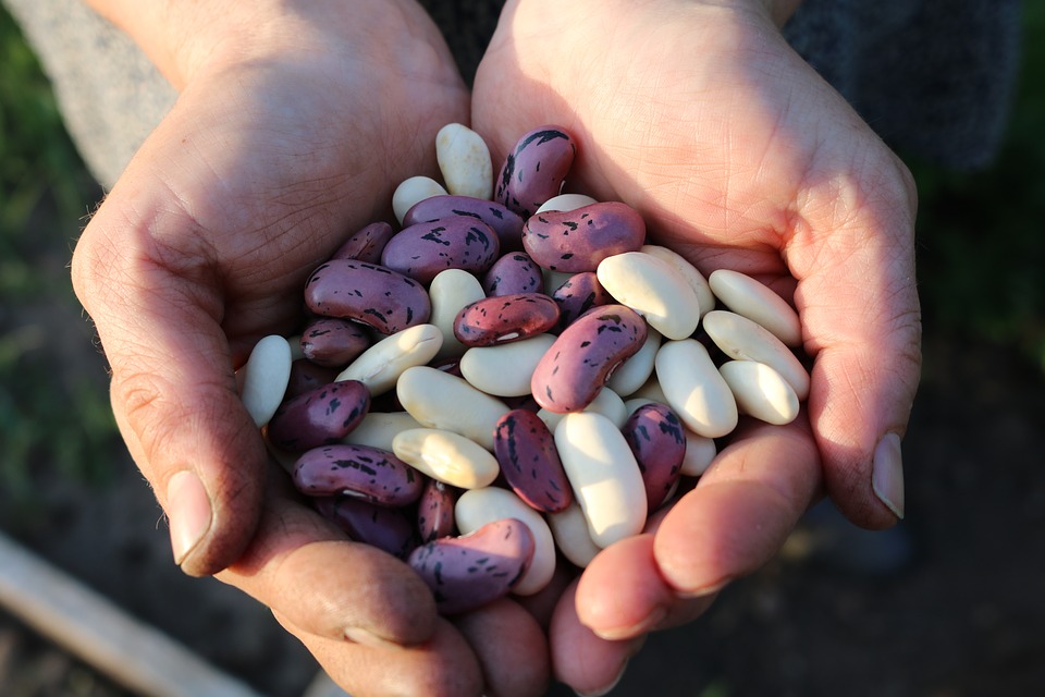 handful of beans