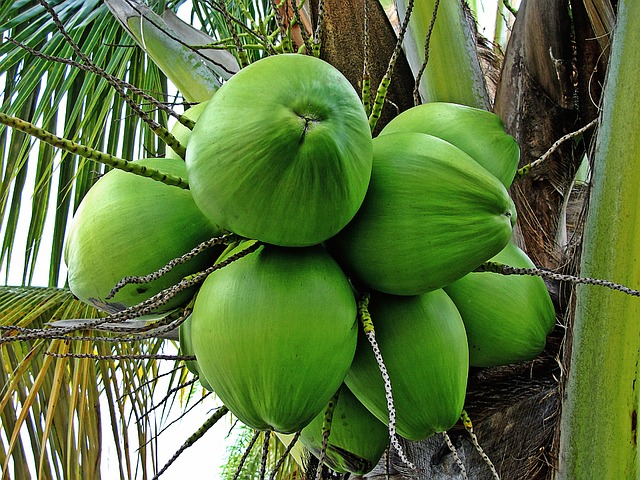 Green Coconuts