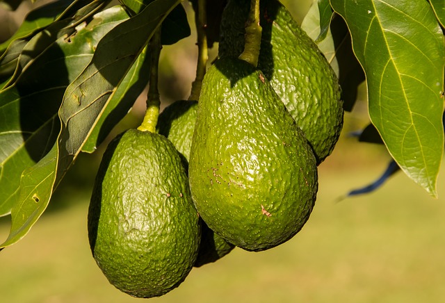 Avocado hanging fruit